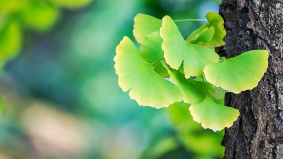 ginkgo biloba.webp