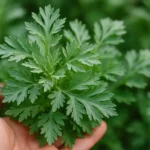 newimgi 20 wormwood herb 1.webp