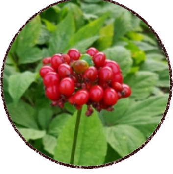 projeto remover fundo (3)