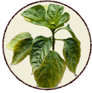 projeto remover fundo (7)