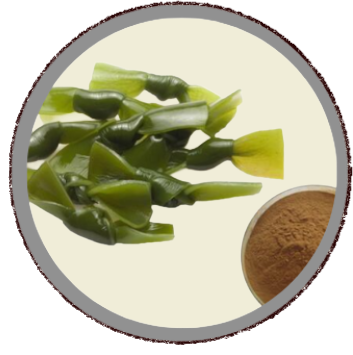 projeto remover fundo (9)